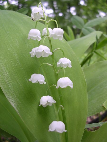 Lily of the Valley